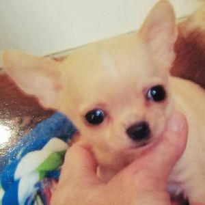 Meet your Posher, Dorrie